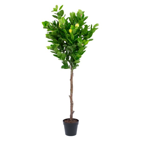 Зеленое растение , H145см, черный горшок